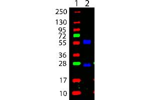 DyLight™ 488 Goat Anti Mouse IgG - Western Blot. (Ziege anti-Maus IgG Antikörper (DyLight 488) - Preadsorbed)
