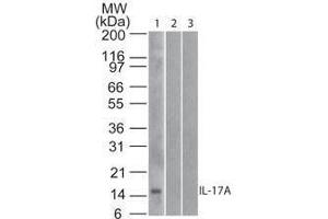 Western Blot of Mouse Anti-IL-17A antibody Lane 1: human full length recombinant IL-17A protein Lane 2: mouse full length recombinant IL-17A protein Lane 3: rat full length recombinant IL-17A protein Load: 20 ng/lane Primary antibody: Anti-IL-17A antibody at 1ug/mL for overnight at 4°C (Interleukin 17a Antikörper  (Biotin))