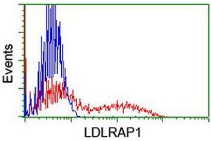 HEK293T cells transfected with either RC206643 overexpress plasmid (Red) or empty vector control plasmid (Blue) were immunostained by anti-LDLRAP1 antibody (ABIN2455236), and then analyzed by flow cytometry. (LDLRAP1 Antikörper)