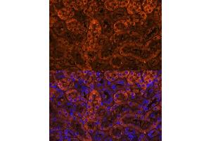 Immunofluorescence analysis of mouse kidney using L Polyclonal Antibody (ABIN6128174, ABIN6143076, ABIN6143077 and ABIN6219002) at dilution of 1:100 (40x lens). (LAMC2 Antikörper  (AA 862-1111))