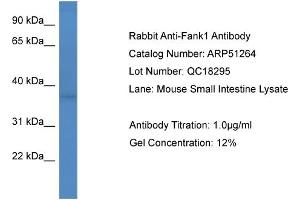 Western Blotting (WB) image for anti-Fibronectin Type III and Ankyrin Repeat Domains 1 (FANK1) (Middle Region) antibody (ABIN2784488)