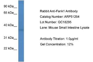 WB Suggested Anti-Fank1  Antibody Titration: 0. (FANK1 Antikörper  (Middle Region))