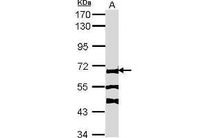 WB Image Sample (30 ug of whole cell lysate) A: NIH-3T3 7. (FANCC Antikörper  (Center))