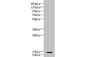 Western blot All lanes: CBY1 antibody IgG at 5. (CBY1/PGEA1 Antikörper  (AA 1-126))