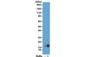 Western blot of acid extracts from HeLa cells untreated (-) or treated (+) with sodium butyrate using recombinant H3K9ac antibody at 0. (Rekombinanter Histone 3 Antikörper  (acLys9))