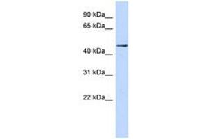 Image no. 1 for anti-Zinc Finger Protein 391 (ZNF391) (AA 215-264) antibody (ABIN6740304) (ZNF391 Antikörper  (AA 215-264))