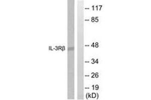 Western blot analysis of extracts from Raw264. (CSF2RB2 Antikörper  (AA 559-608))