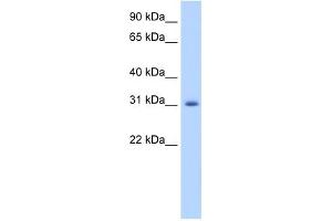 ApoBEC2 antibody used at 1. (APOBEC2 Antikörper  (N-Term))