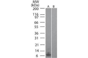 Western Blot of Mouse MIP 3α (RAT) antibody Lane 1: mouse recombinant MIP-3a Lane 2: human recombinant MIP-3a Primary antibody: MIP 3α antibody at 0. (CCL20 Antikörper)