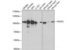 Western blot analysis of extracts of various cell lines using PSMD2 Polyclonal Antibody at dilution of 1:600. (PSMD2 Antikörper)