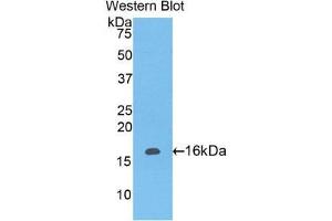 Western Blotting (WB) image for anti-Leukocyte-Associated Immunoglobulin-Like Receptor 2 (LAIR2) (AA 21-152) antibody (ABIN1859594)