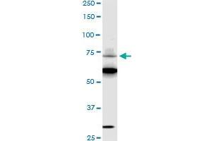 SREBF1 monoclonal antibody (M01), clone 4B10 Western Blot analysis of SREBF1 expression in HepG2 . (SREBF1 Antikörper  (AA 801-900))