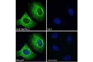 Immunofluorescence (IF) image for anti-Solute Carrier Family 7, (Cationic Amino Acid Transporter, Y+ System) Member 11 (SLC7A11) (Internal Region) antibody (ABIN190899)