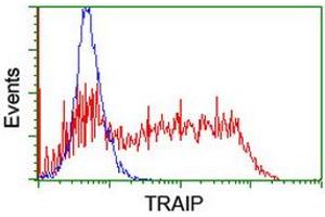 Image no. 2 for anti-TRAF Interacting Protein (TRAIP) (AA 67-313) antibody (ABIN1491634) (TRAIP Antikörper  (AA 67-313))