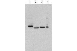 Rabbit anti Type I IFN  antibody at 1 ug/ml western blot of 1]  Consensus IFN alpha, 2] IFN alpha 2a, 3] IFN beta 1 b, 4] IFN alpha 1 (Pan Type 1 Interferon (Includes alpha 1 and 2a) Antikörper)