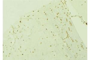 ABIN6276619 at 1/100 staining Mouse brain tissue by IHC-P. (STIP1 Antikörper  (N-Term))