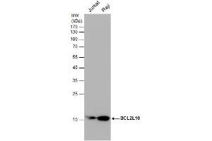 WB Image Various whole cell extracts (30 μg) were separated by 12% SDS-PAGE, and the membrane was blotted with BCL2L10 antibody [N2C2], Internal , diluted at 1:1000. (BCL2L10 Antikörper)
