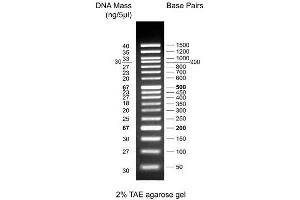 Image no. 1 for 50bp DNA Ladder (ABIN2868528)