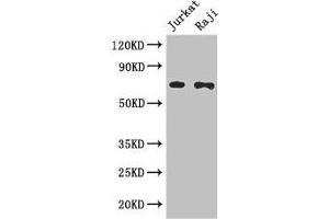 Western Blot Positive WB detected in: Jurkat whole cell lysate, Raji whole cell lysate All lanes: CDC25B antibody at 3 μg/mL Secondary Goat polyclonal to rabbit IgG at 1/50000 dilution Predicted band size: 65, 64, 61, 68 kDa Observed band size: 65 kDa (CDC25B Antikörper  (AA 1-195))