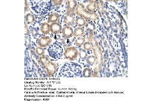 Human kidney (DREAM Antikörper  (N-Term))