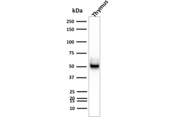 KRT15 antibody