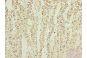 Immunohistochemistry of paraffin-embedded human adrenal gland tissue using ABIN7151467 at dilution of 1:100 (TPRKB Antikörper  (AA 1-175))