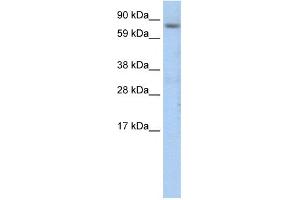 WB Suggested Anti-CEBPZ Antibody Titration:  1. (CEBPZ Antikörper  (N-Term))