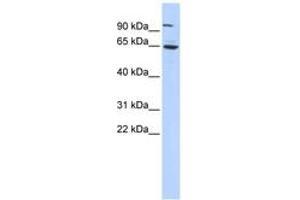 Image no. 1 for anti-Forkhead Box J3 (FOXJ3) (C-Term) antibody (ABIN6742827) (FOXJ3 Antikörper  (C-Term))