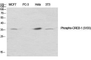 Western Blot (WB) analysis of specific cells using Phospho-CREB-1 (S133) Polyclonal Antibody.