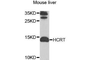 Western blot analysis of extracts of mouse liver cells, using HCRT antibody.