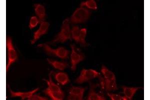 ABIN6276270 staining Hela by IF/ICC. (OR8D1 Antikörper  (C-Term))