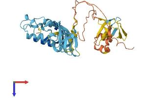 NOXO1 Protein (AA 1-349) (His tag)