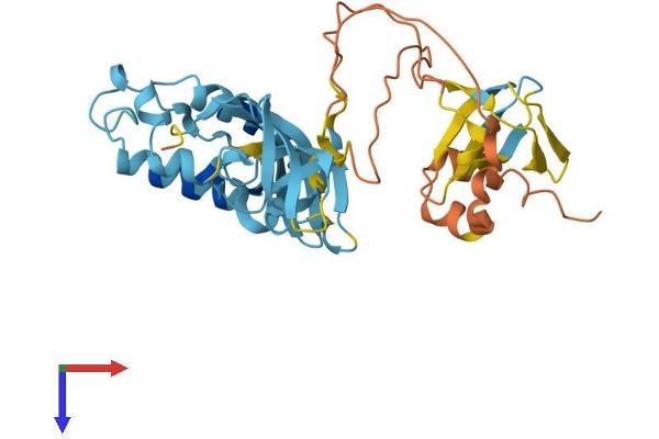 NOXO1 Protein (AA 1-349) (His tag)