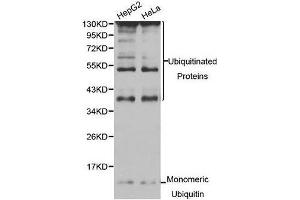Western Blotting (WB) image for anti-Ubiquitin C (UBC) (AA 1-100) antibody (ABIN6220159) (UBC Antikörper  (AA 1-100))