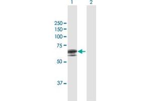 Western Blot analysis of APCDD1 expression in transfected 293T cell line by APCDD1 MaxPab polyclonal antibody.