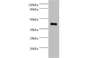 Western blot All lanes: Somatostatin receptor type 4 antibody at 8 μg/mL + HepG2 whole cell lysate Secondary Goat polyclonal to rabbit IgG at 1/10000 dilution Predicted band size: 42 kDa Observed band size: 42 kDa (SSTR4 Antikörper  (AA 314-388))