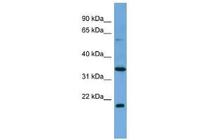 MIER2 antibody used at 0. (MIER2 Antikörper  (Middle Region))