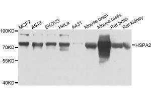 Western blot analysis of extracts of various cells, using HSPA2 antibody.