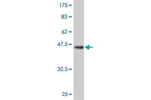 Western Blot detection against Immunogen (39. (TEK Antikörper  (AA 66-185))
