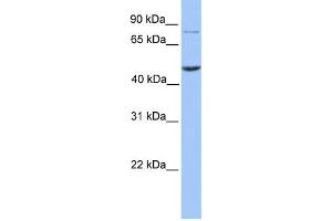 WB Suggested Anti-ZBTB6 Antibody Titration:  0. (ZBTB6 Antikörper  (N-Term))