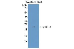 Western Blotting (WB) image for anti-Interleukin 1, beta (IL1B) (AA 117-268) antibody (ABIN1861583) (IL-1 beta Antikörper  (AA 117-268))