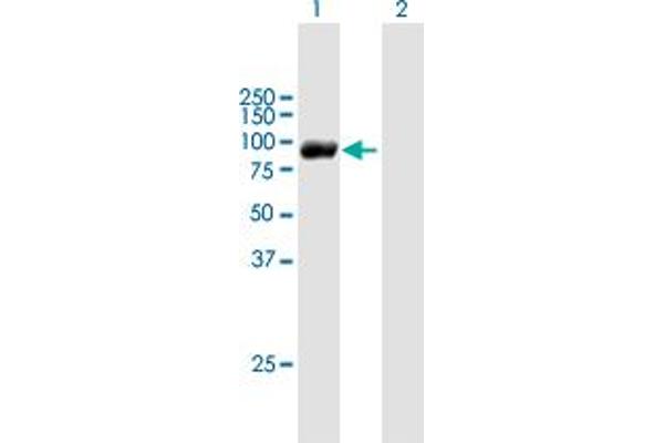 ESRP2 Antikörper  (AA 1-717)