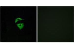Immunofluorescence (IF) image for anti-Olfactory Receptor, Family 2, Subfamily D, Member 2 (OR2D2) (AA 231-280) antibody (ABIN2890979) (Olfactory Receptor, Family 2, Subfamily D, Member 2 (OR2D2) (AA 231-280) Antikörper)