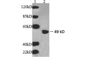 Western Blotting (WB) image for anti-UDP-Gal:betaGlcNAc beta 1,3-Galactosyltransferase, Polypeptide 2 (B3GALT2) antibody (ABIN244874) (B3GALT2 Antikörper)