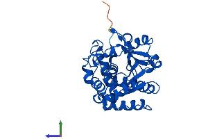 Protein Structure (PS) image for Sulfotransferase Family, Cytosolic, 1A, Phenol-Preferring, Member 1 (SULT1A1) (AA 1-295) protein (His tag) (ABIN7546363)