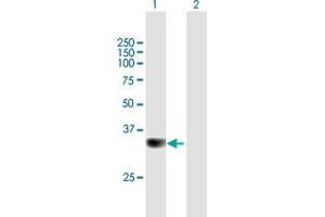 Western Blot analysis of PPP6C expression in transfected 293T cell line by PPP6C MaxPab polyclonal antibody. (PPP6C Antikörper  (AA 1-305))