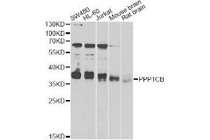 Western blot analysis of extracts of various cell lines, using PPP1CB antibody (ABIN6290761) at 1:1000 dilution. (PPP1CB Antikörper)