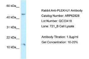 Western Blotting (WB) image for anti-Pleckstrin Homology Domain Containing, Family J Member 1 (PLEKHJ1) (C-Term) antibody (ABIN2789258)