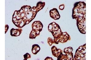 IHC image of ABIN7170318 diluted at 1:400 and staining in paraffin-embedded human placenta tissue performed on a Leica BondTM system. (SOS1 Antikörper  (AA 1140-1281))
