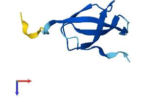 RPS28 Protein (AA 1-69) (Fc Tag)